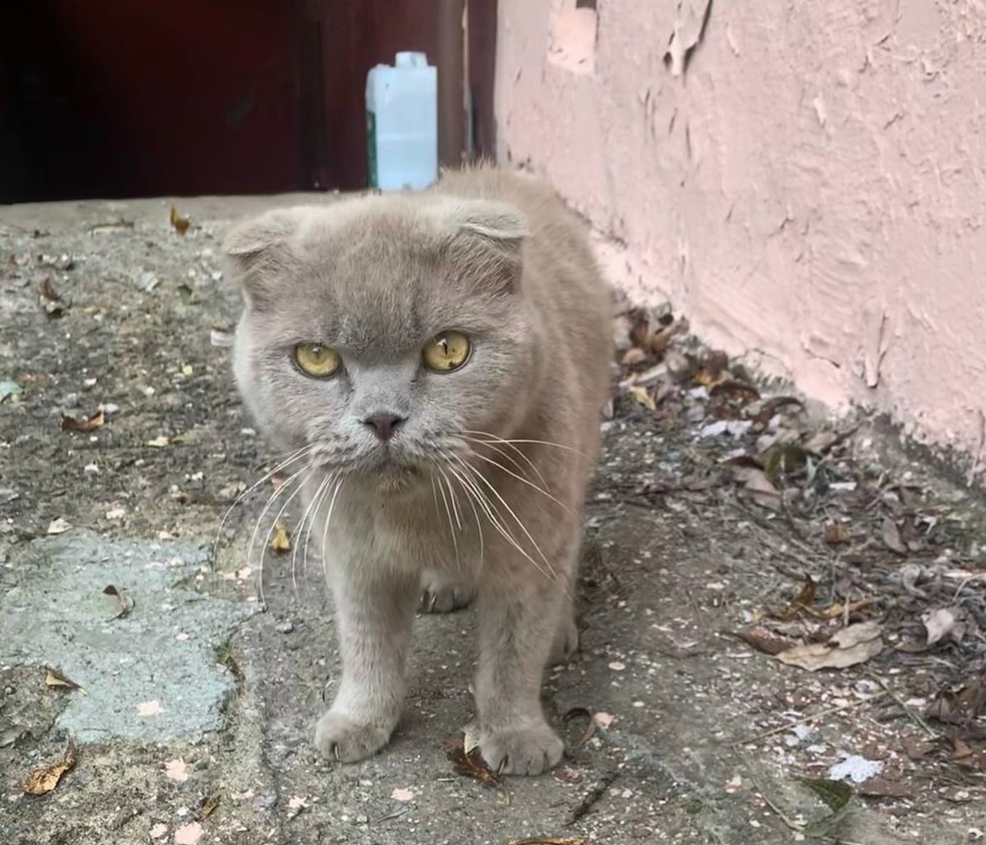 Найдена кошка в Лобне — фото объявления