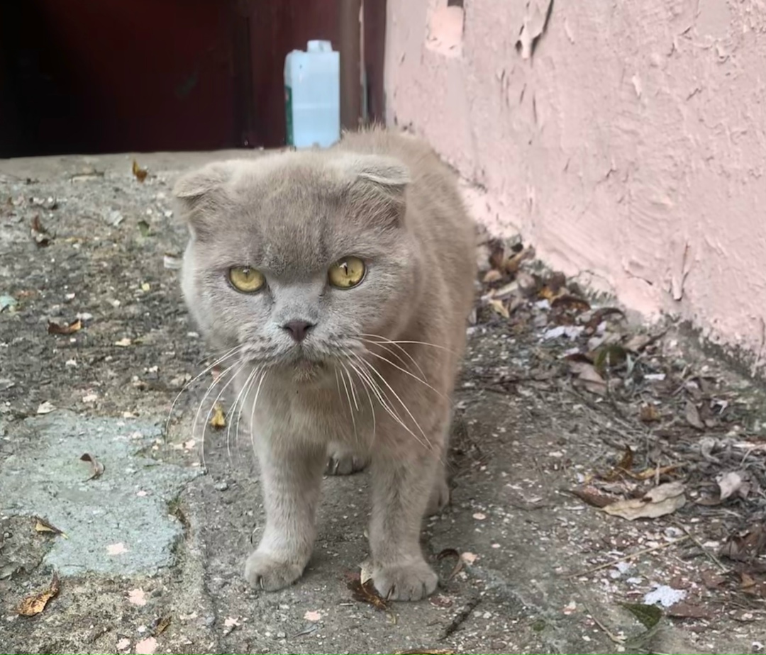 Найдена кошка в Лобне — фото объявления