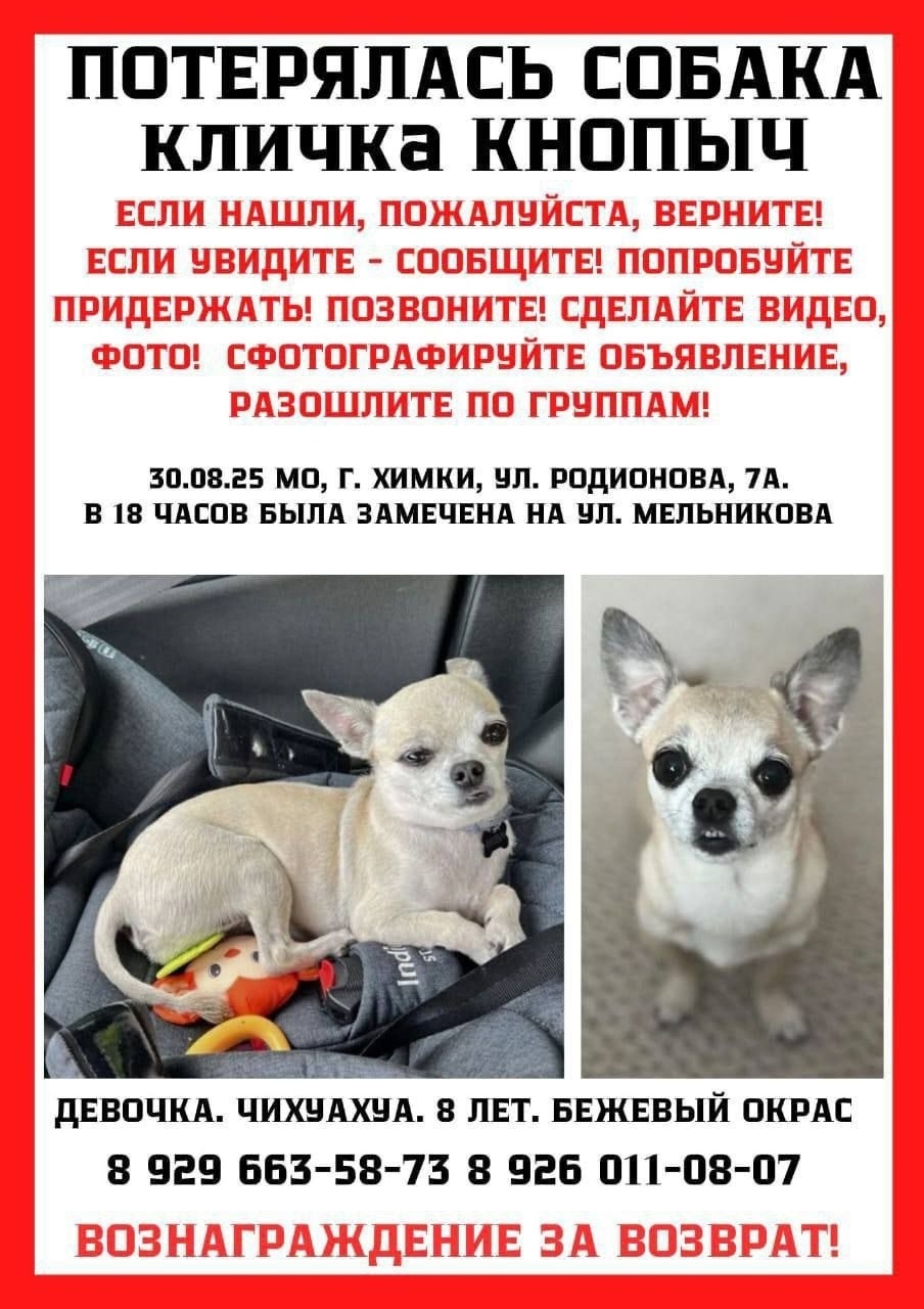 Пропала собака в Лобне — фото объявления