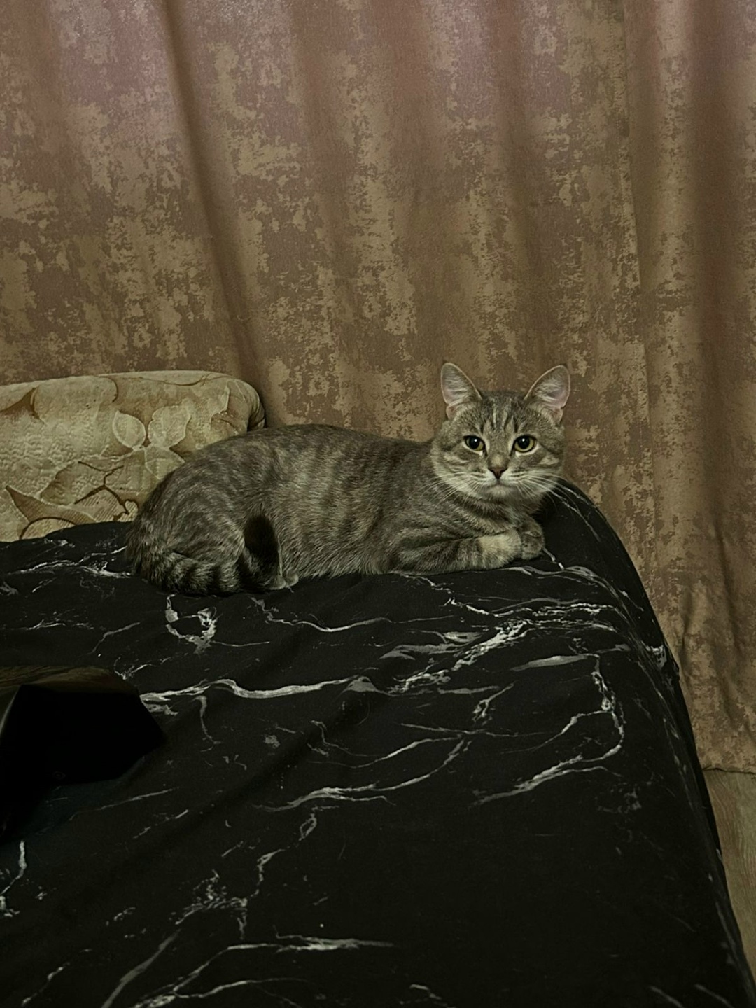 Пропала кошка в Лобне — фото объявления