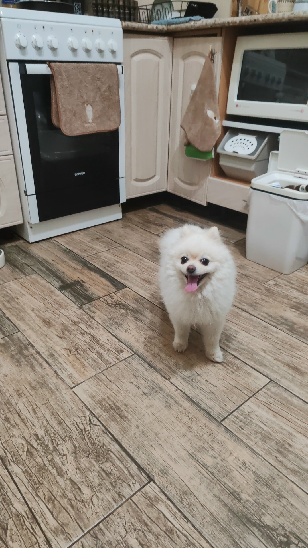 Найдена собака в Лобне — фото объявления