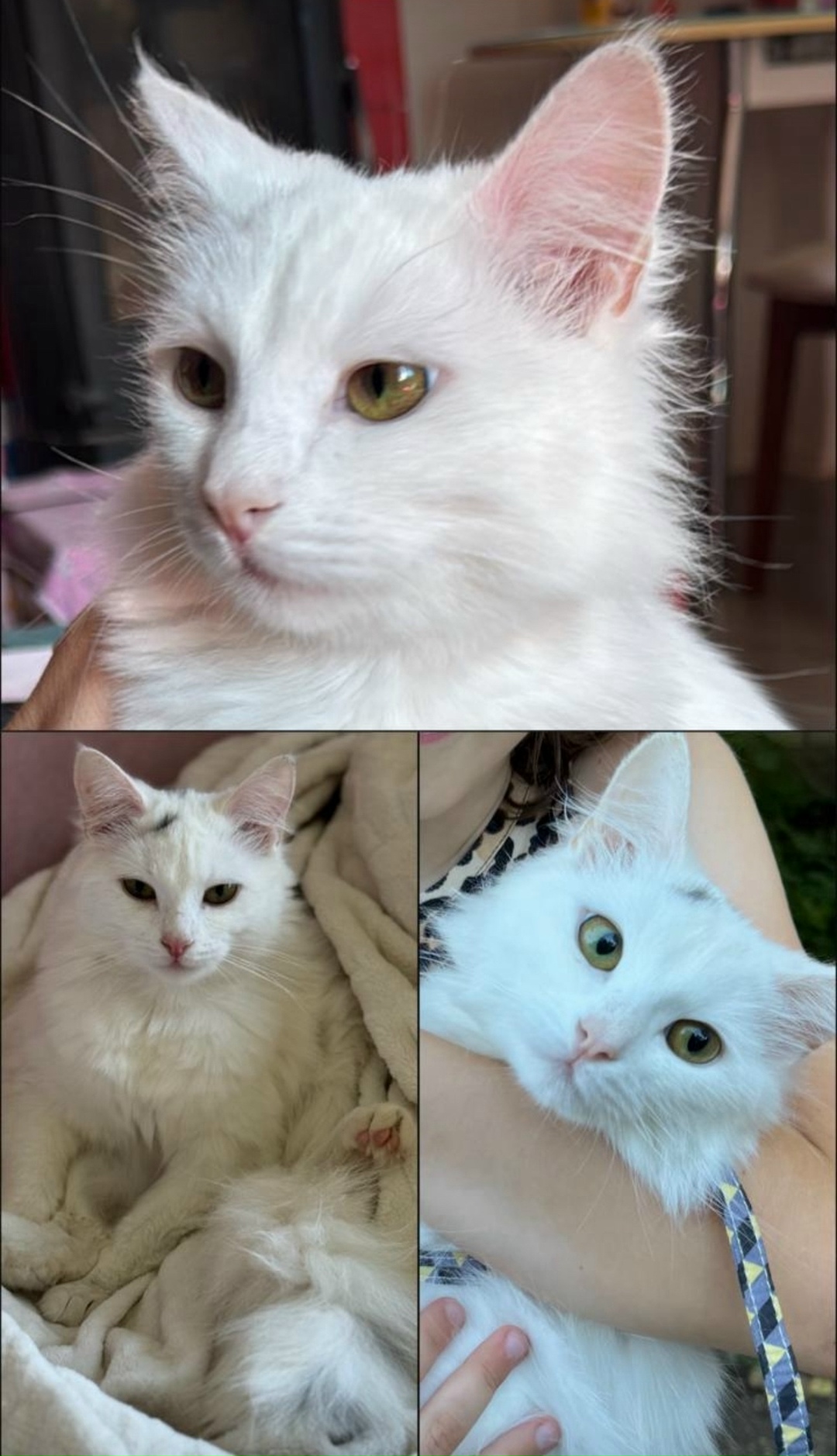 Пропала кошка в Лобне — фото объявления