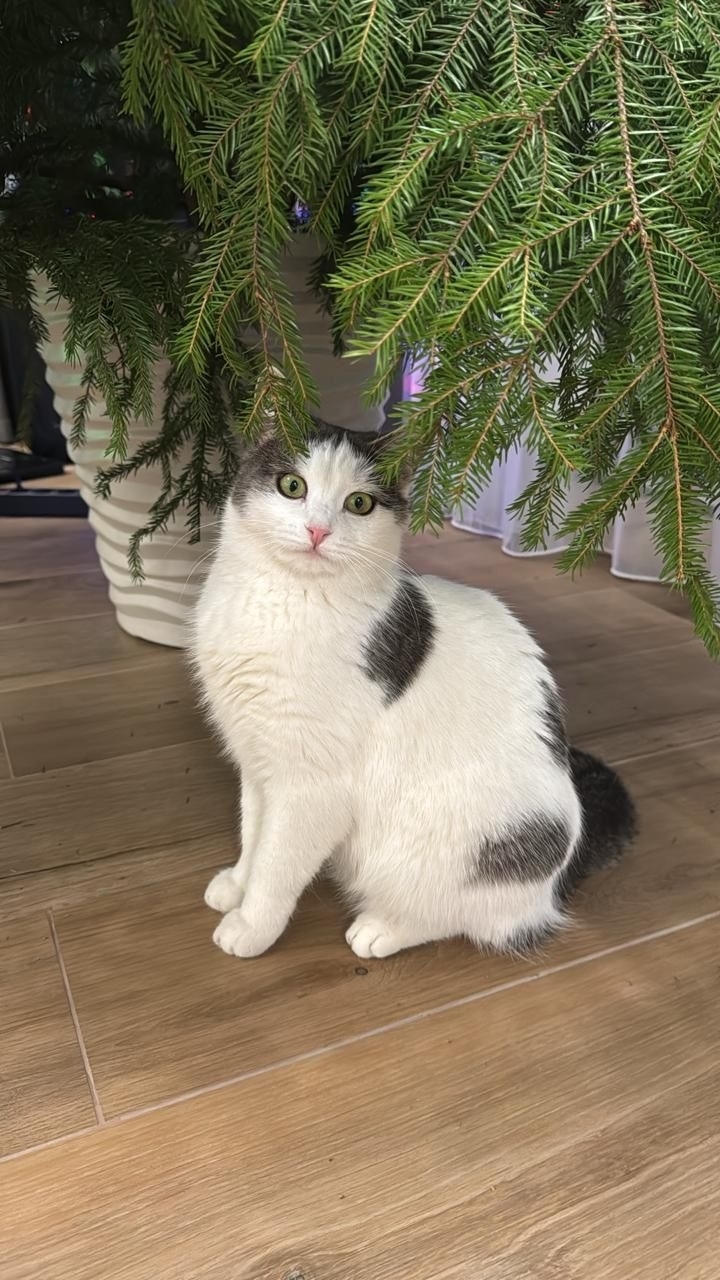 Пропала кошка в Лобне — фото объявления