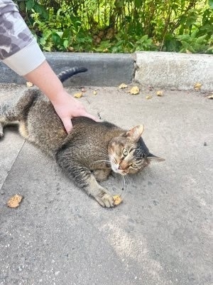 Найдена собака в Лобне — фото объявления