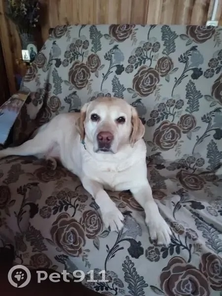 Пропала собака в Лобне — фото объявления