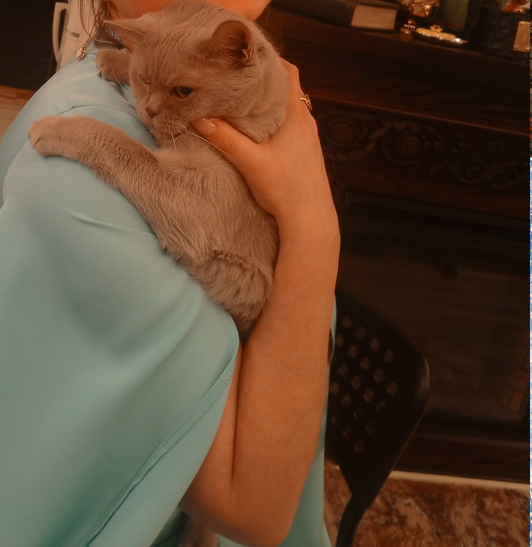 Пропала кошка в Лобне — фото объявления