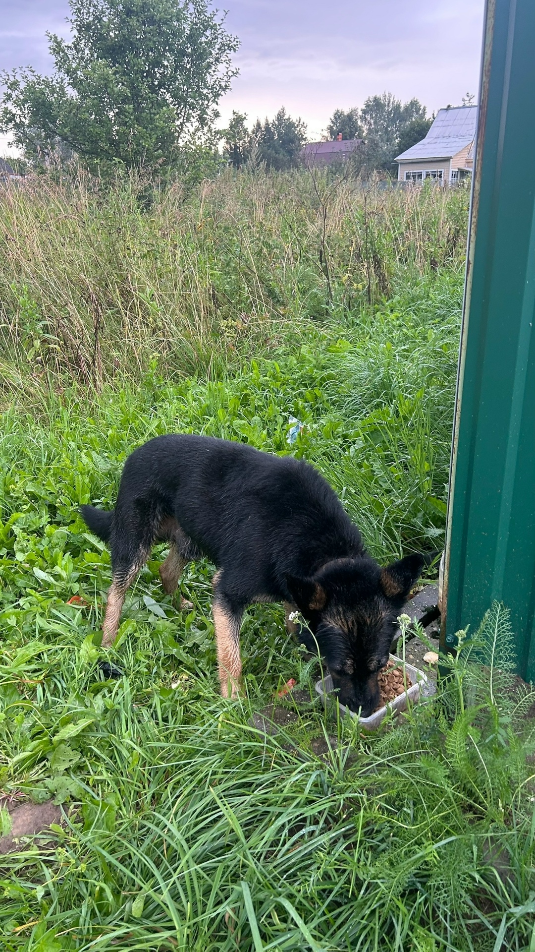 Найдена собака в Лобне — фото объявления