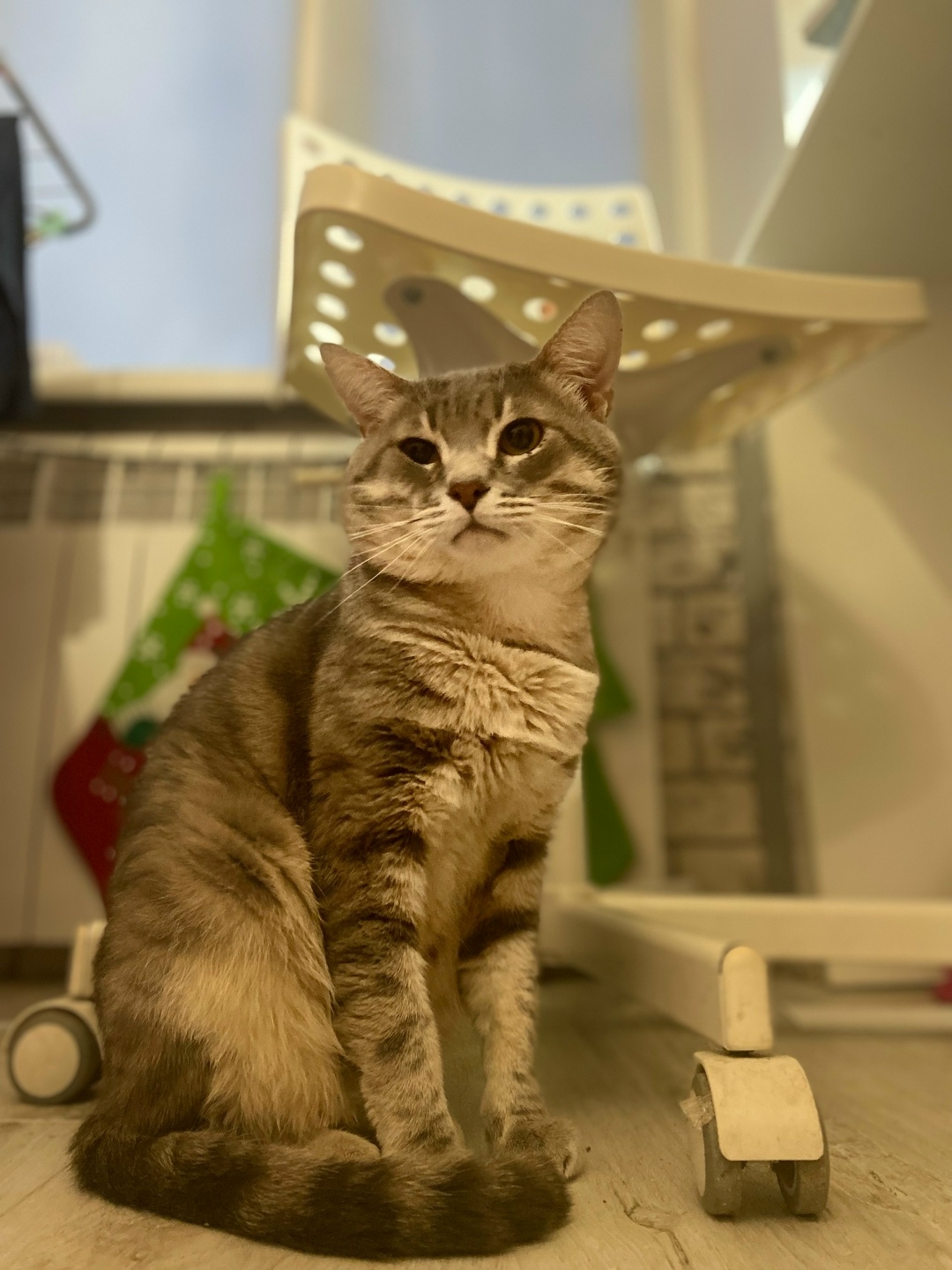 Пропала кошка в Лобне — фото объявления