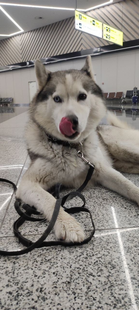 Найдена собака в Лобне — фото объявления