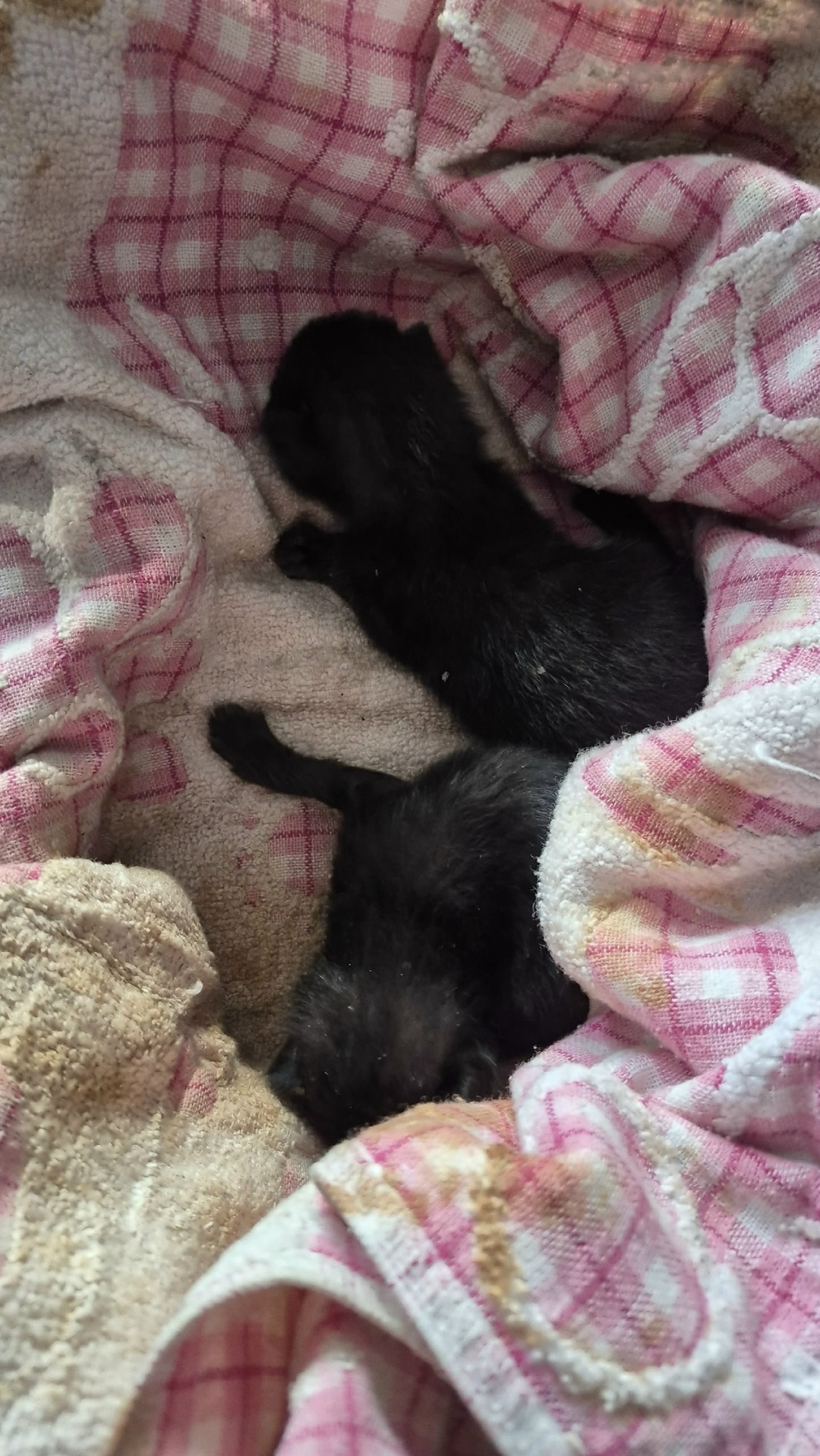 Найдена кошка в Клине — фото объявления