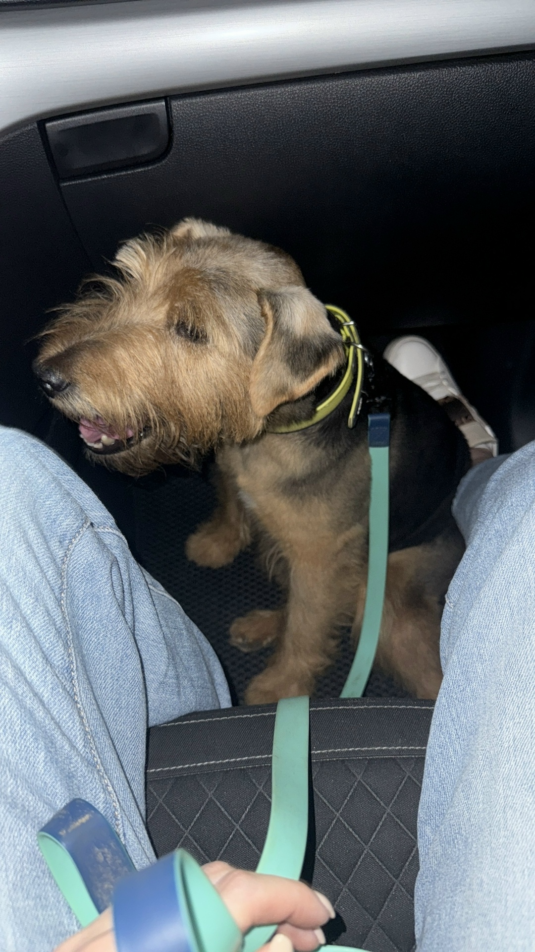 Найдена собака в Клине — фото объявления