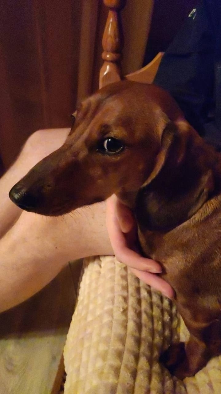 Найдена собака в Клине — фото объявления