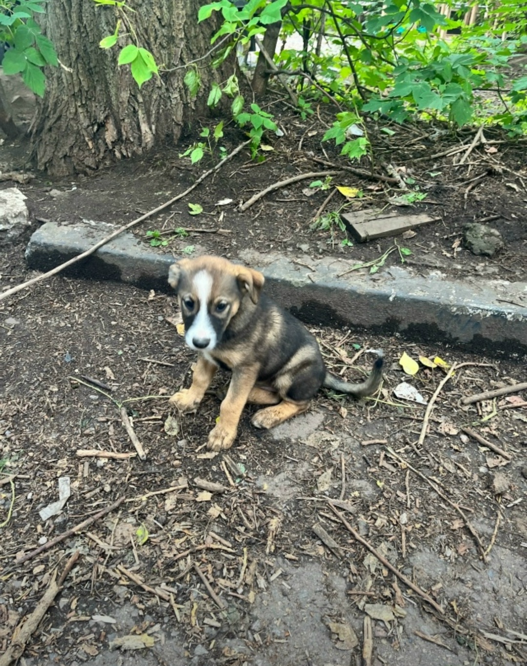 Пропала собака в Клине — фото объявления