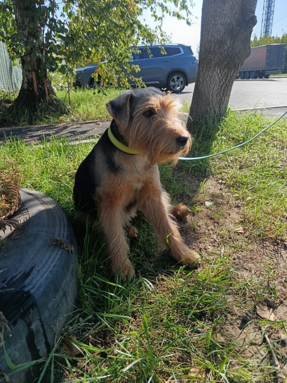 Найдена собака в Клине — фото объявления