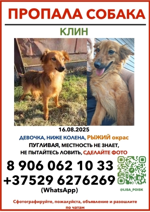 Пропала собака в Клине — фото объявления