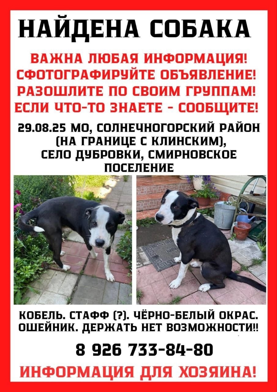 Найдена собака в Клине — фото объявления
