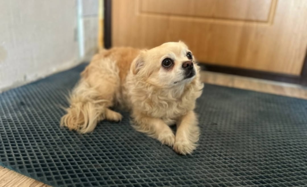 Найдена собака в Клине — фото объявления