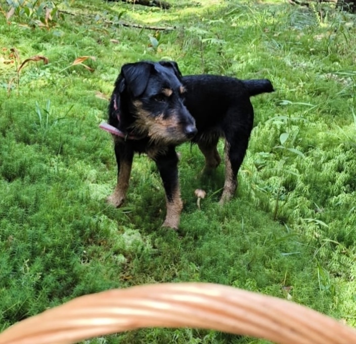 Найдена собака в Клине — фото объявления