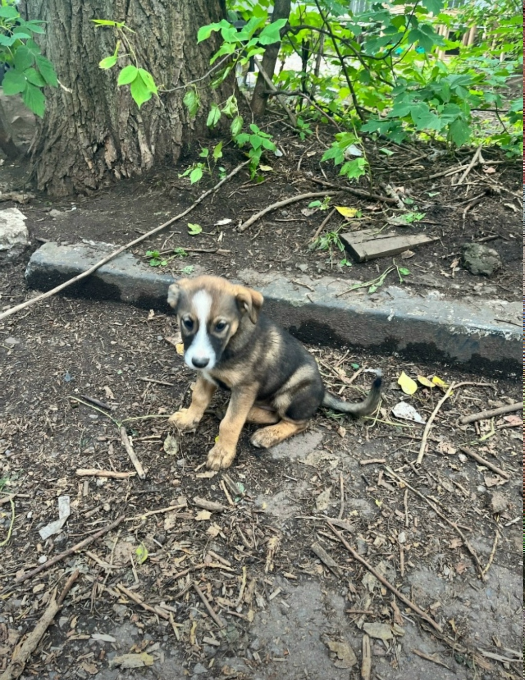 Пропала собака в Клине — фото объявления