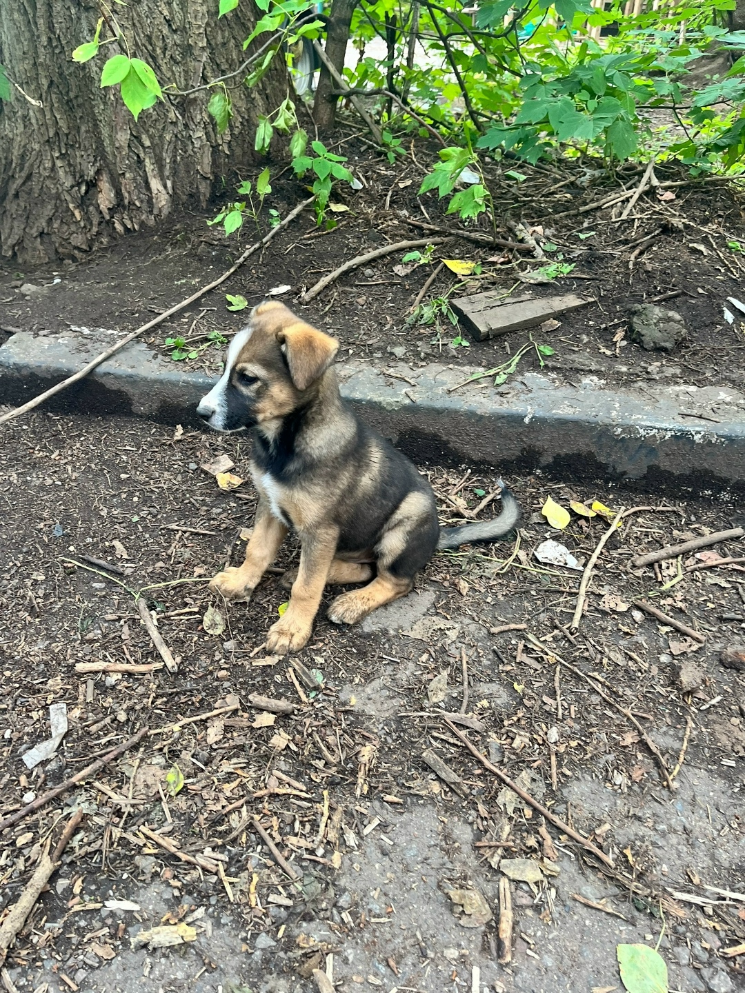 Пропала собака в Клине — фото объявления