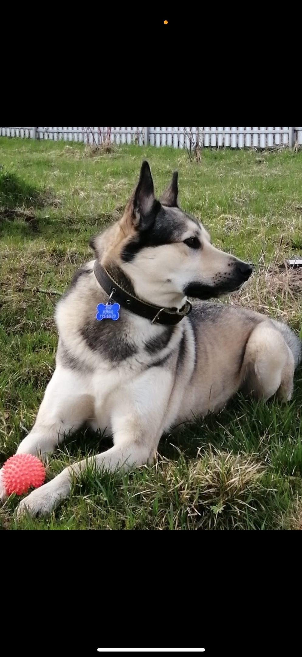 Пропала собака в Клине — фото объявления