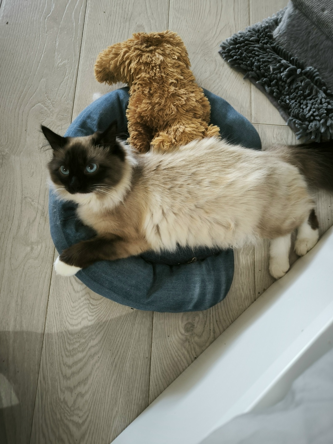 Пропала кошка в Клине — фото объявления