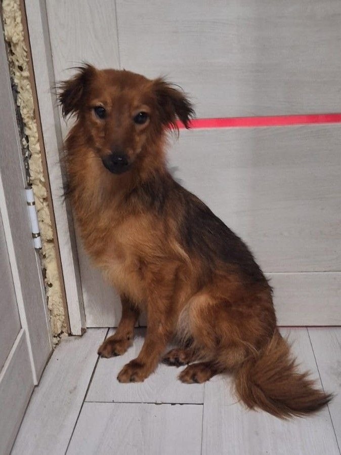 Пропала собака в Клине — фото объявления