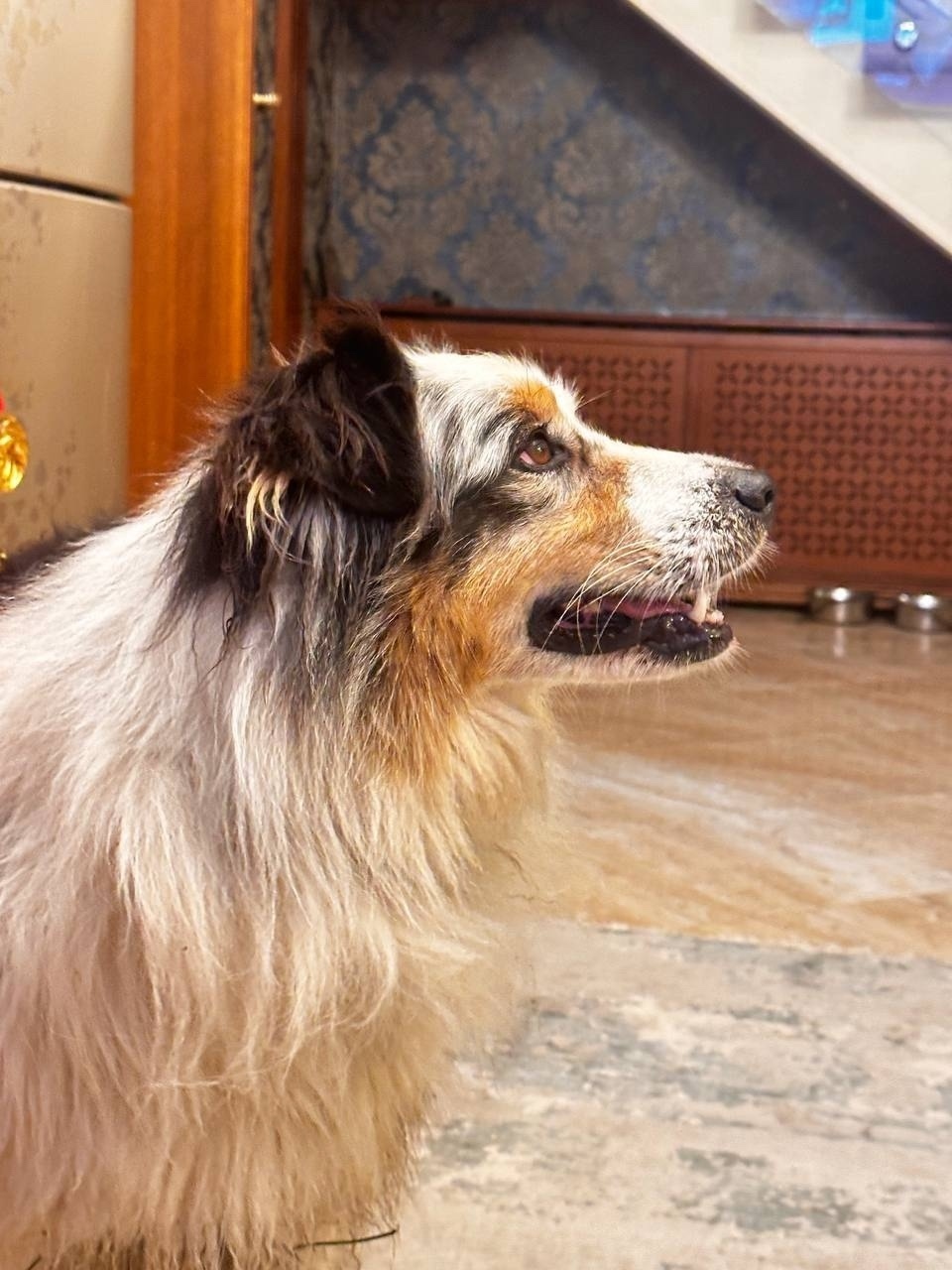 Найдена собака в Клине — фото объявления