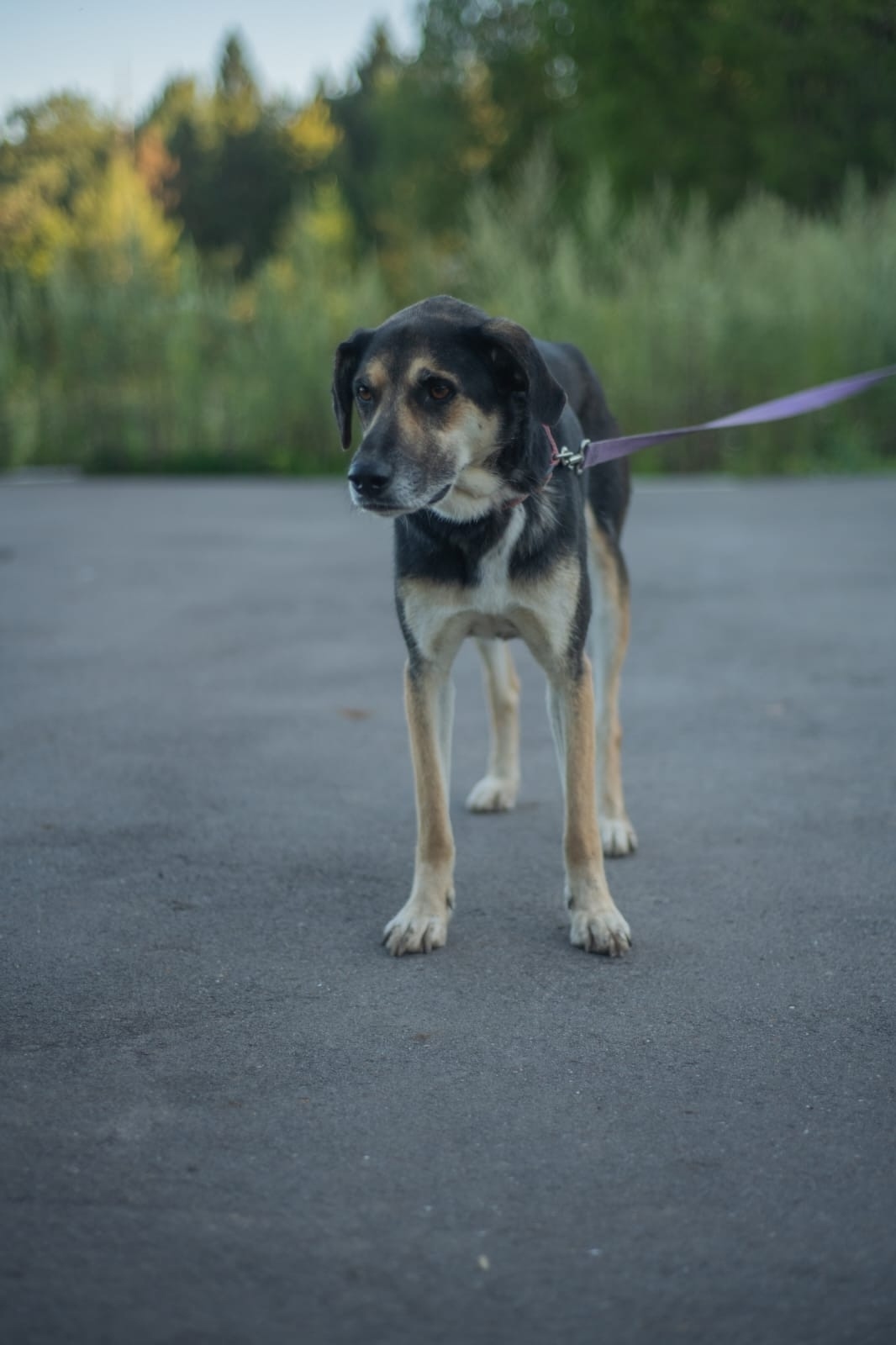 Пропала собака в Клине — фото объявления