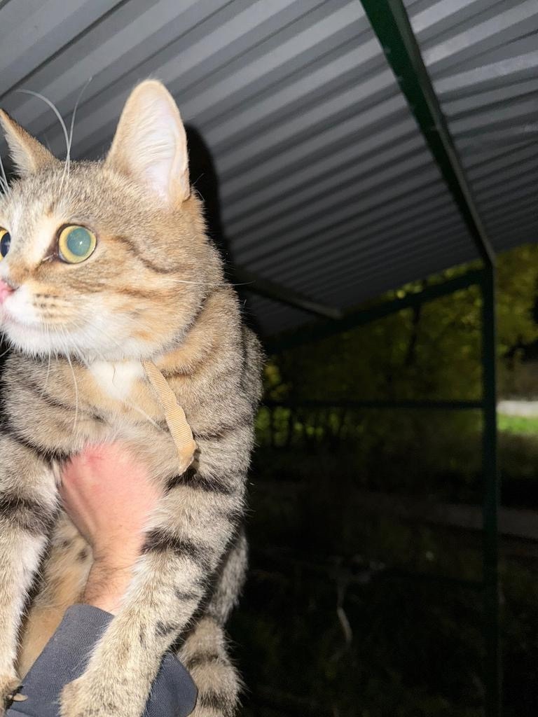 Пропала кошка в Клине — фото объявления