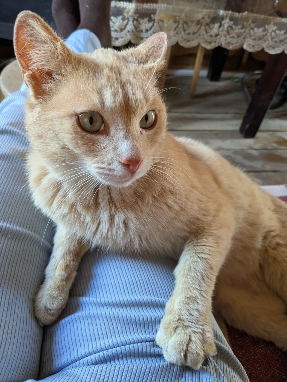 Пропала собака в Клине — фото объявления