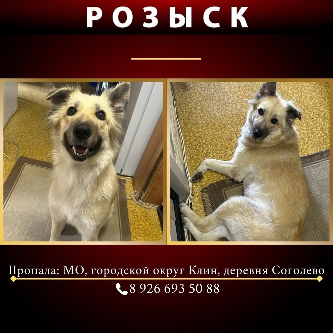 Пропала собака в Клине — фото объявления