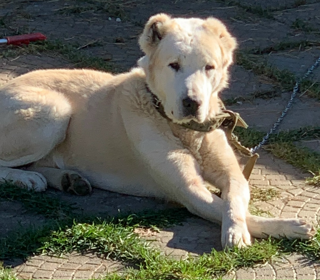 Найдена собака в Клине — фото объявления