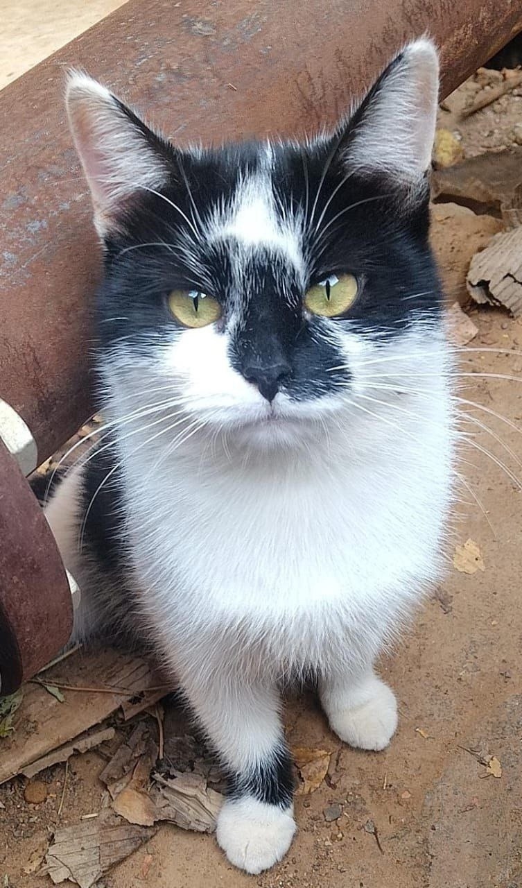 Найдена собака в Клине — фото объявления