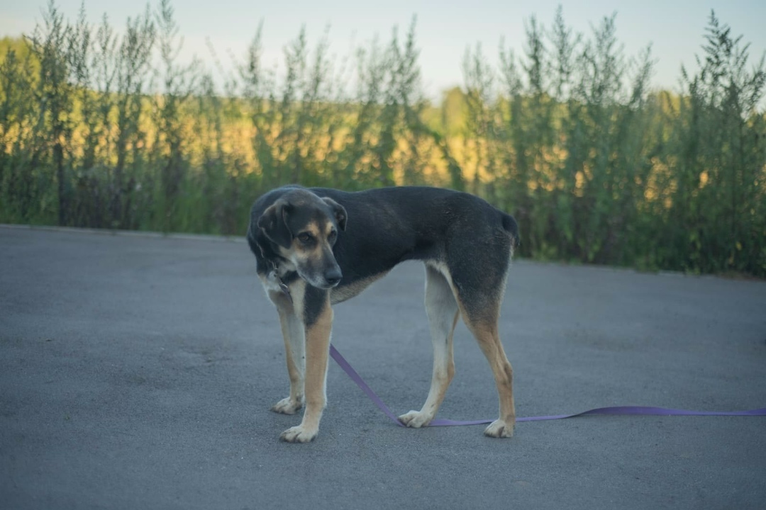 Пропала собака в Клине — фото объявления