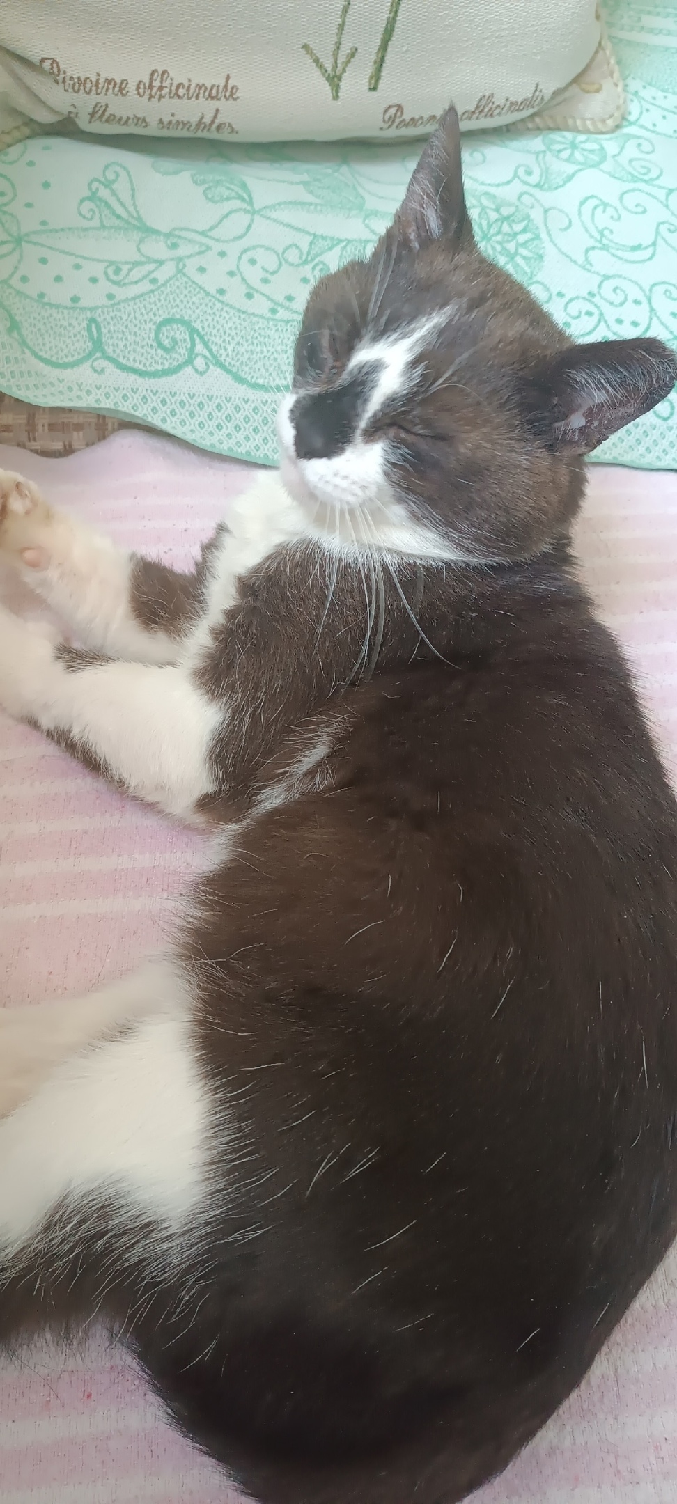 Пропала кошка в Клине — фото объявления