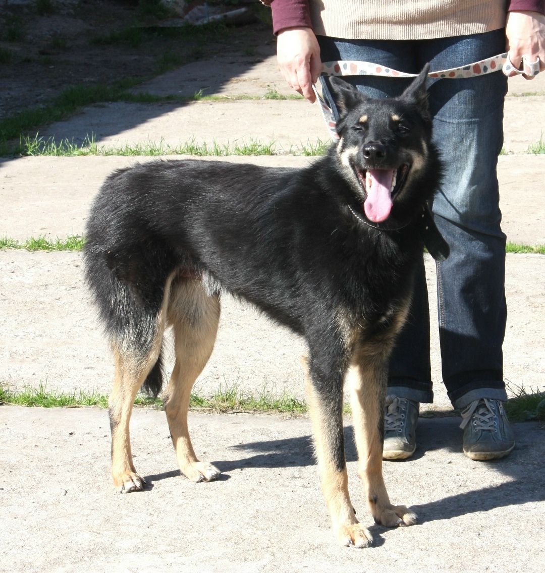 Пропала собака в Клине — фото объявления