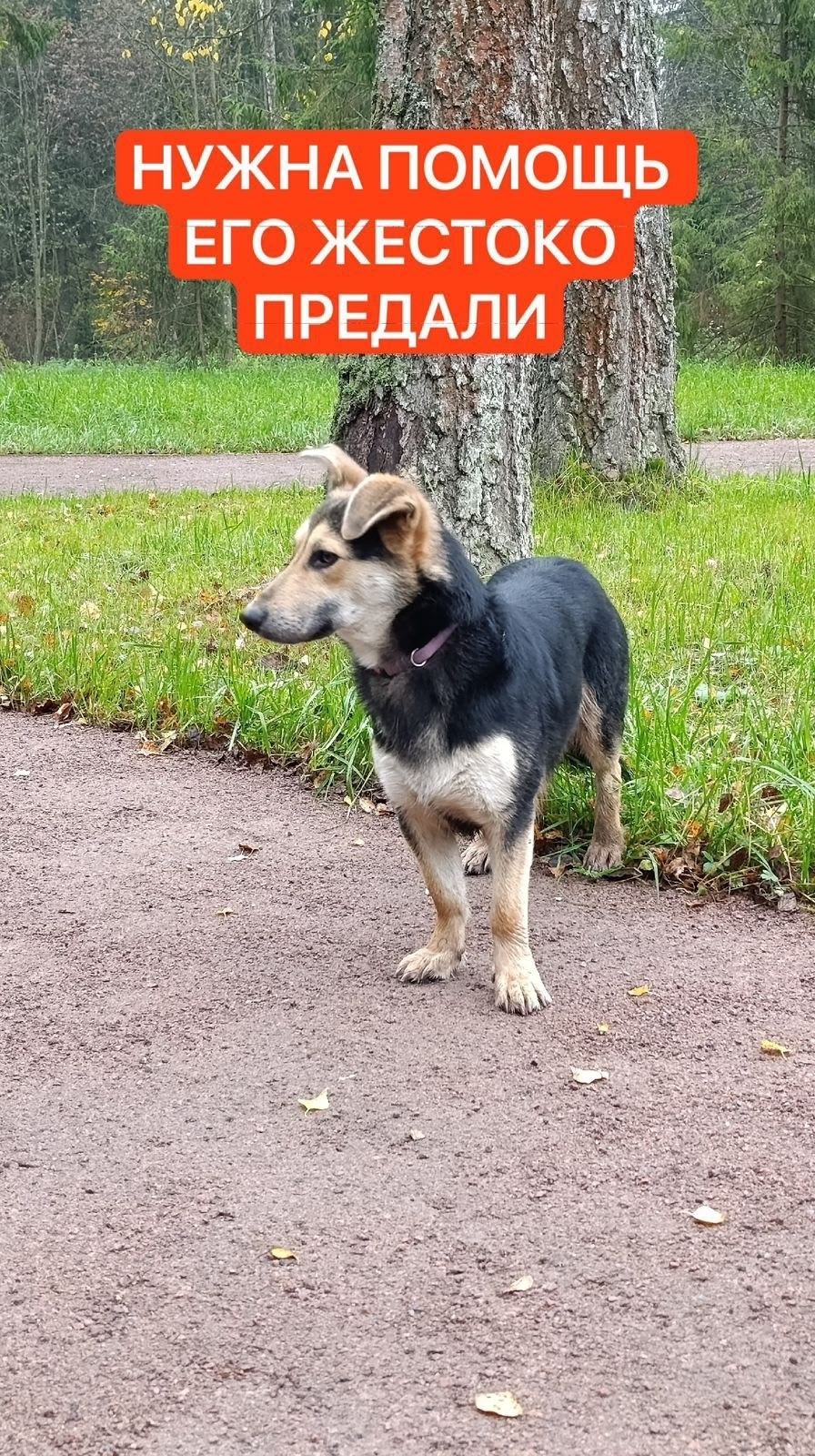 Найдена собака в Клине — фото объявления