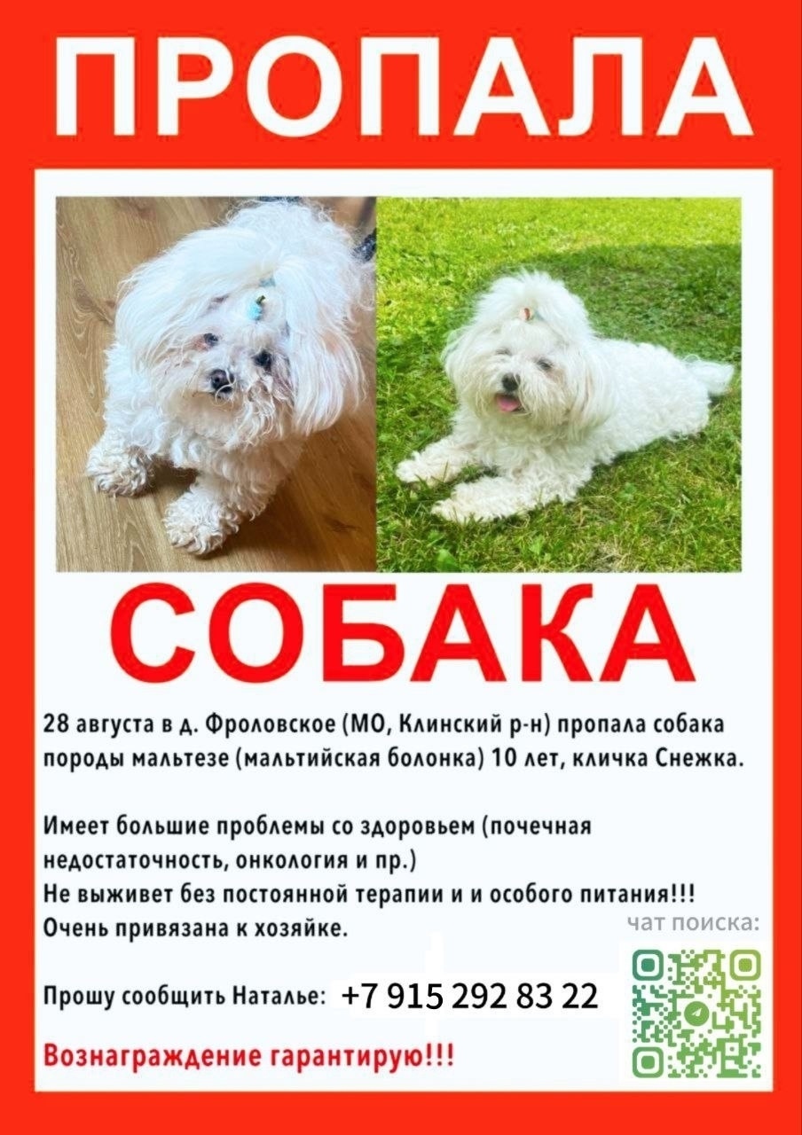Пропала собака в Клине — фото объявления