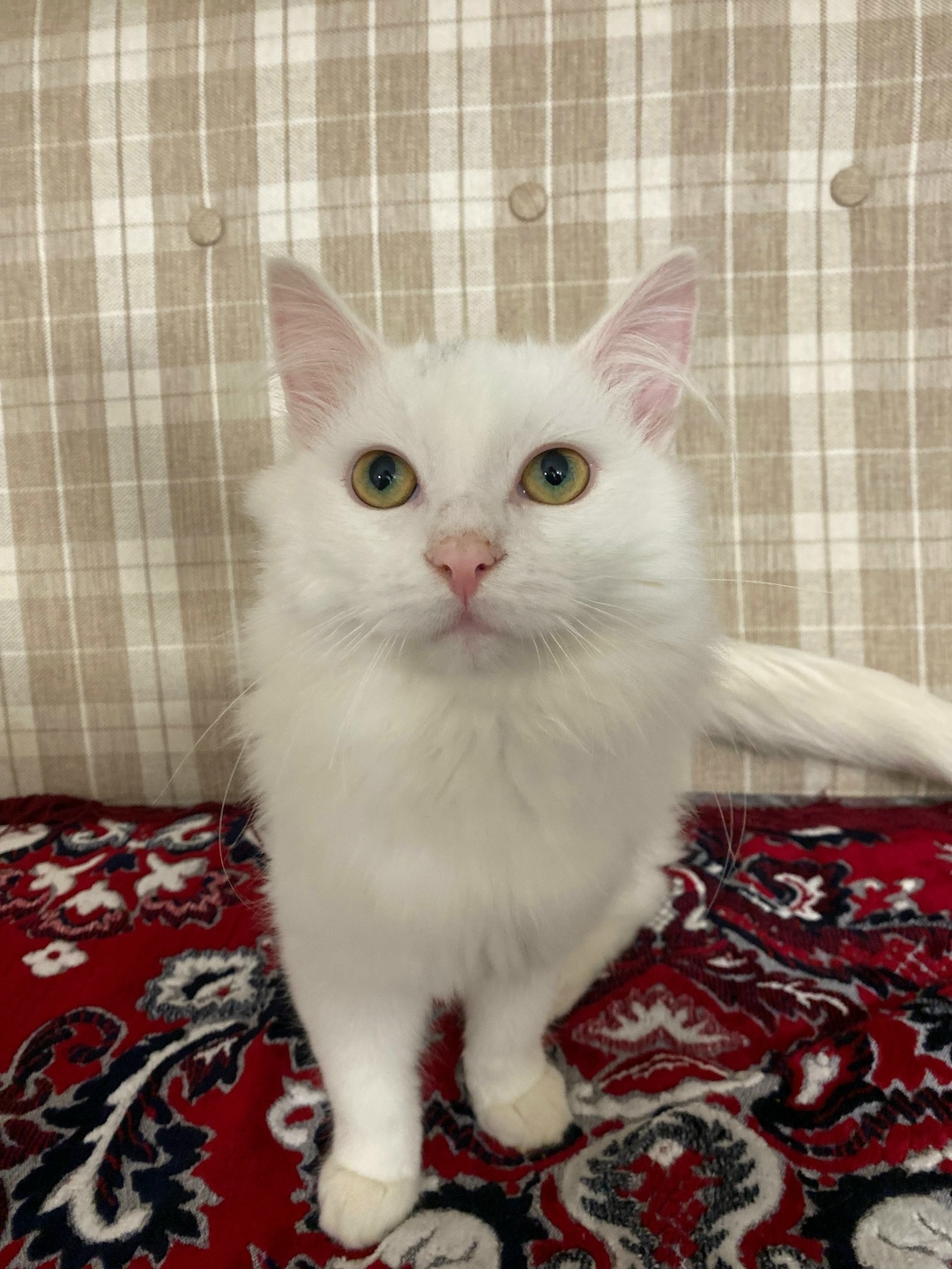 Найдена собака в Клине — фото объявления