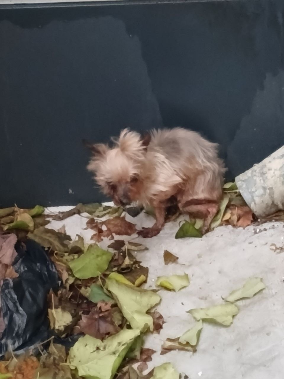 Найдена собака в Клине — фото объявления