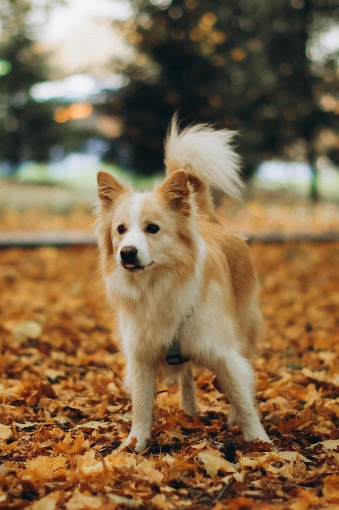 Пропала собака в Клине — фото объявления