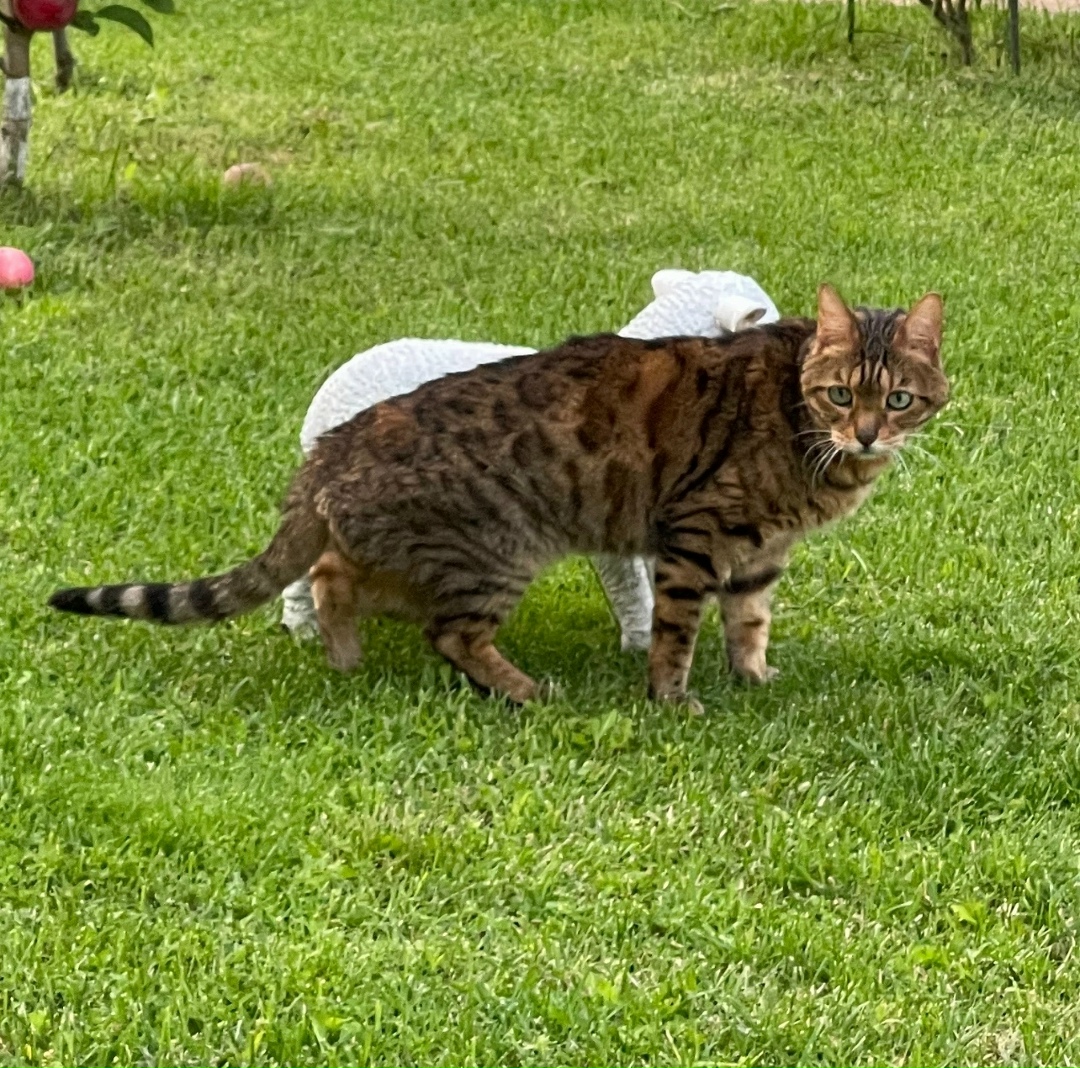 Пропала кошка в Клине — фото объявления