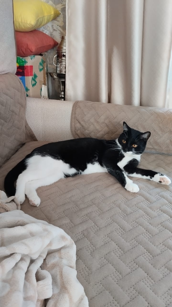 Найдена собака в Клине — фото объявления