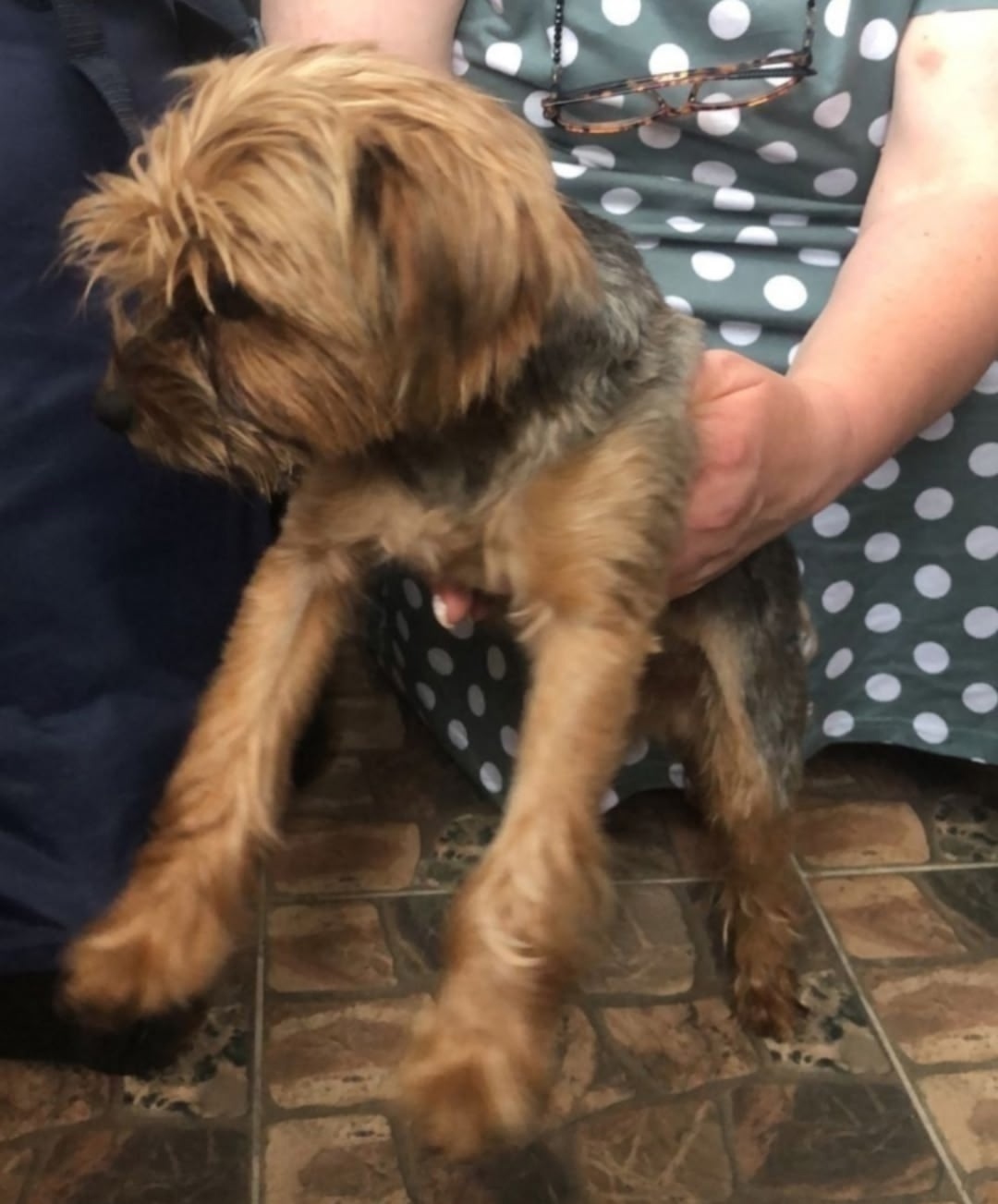 Найдена собака в Клине — фото объявления