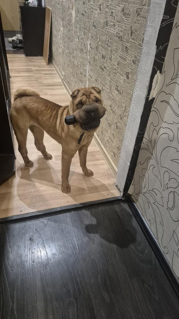 Пропала собака в Клине — фото объявления