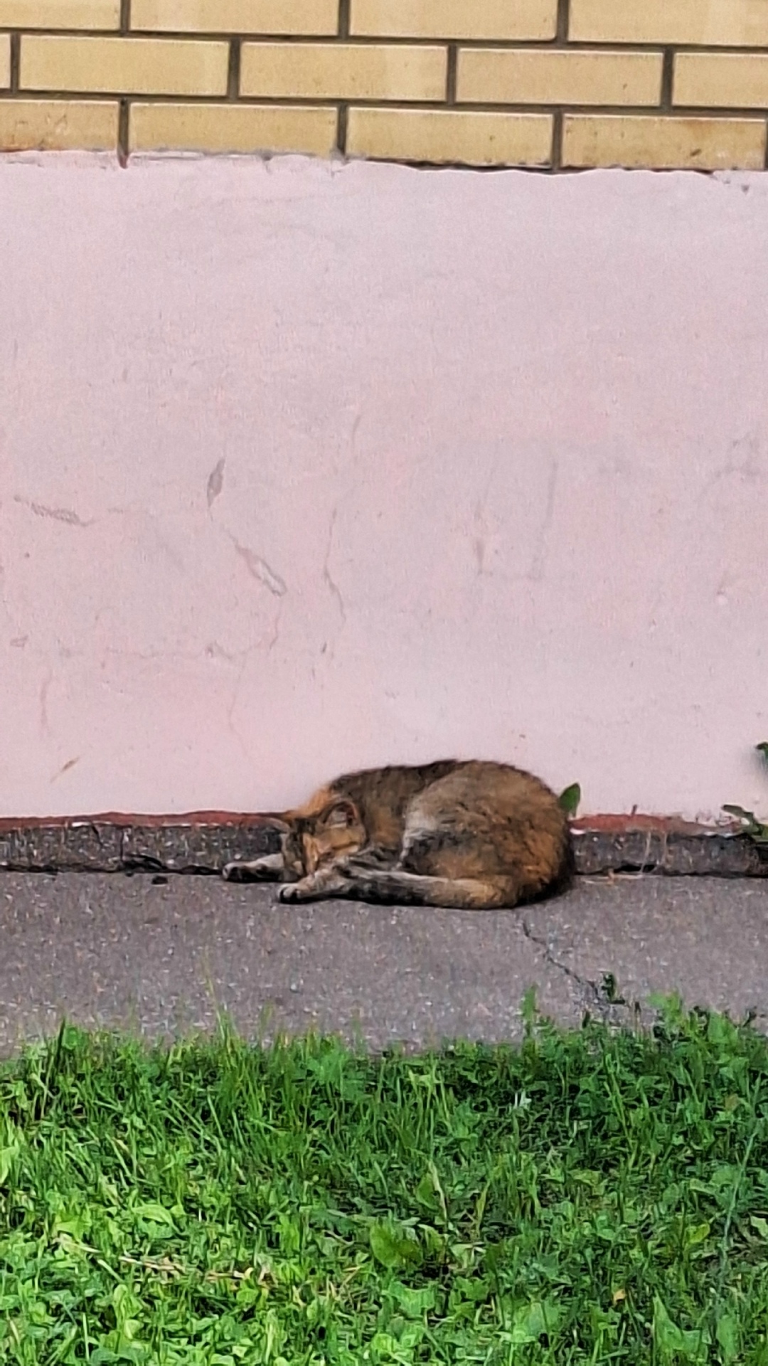 Пропала кошка в Клине — фото объявления