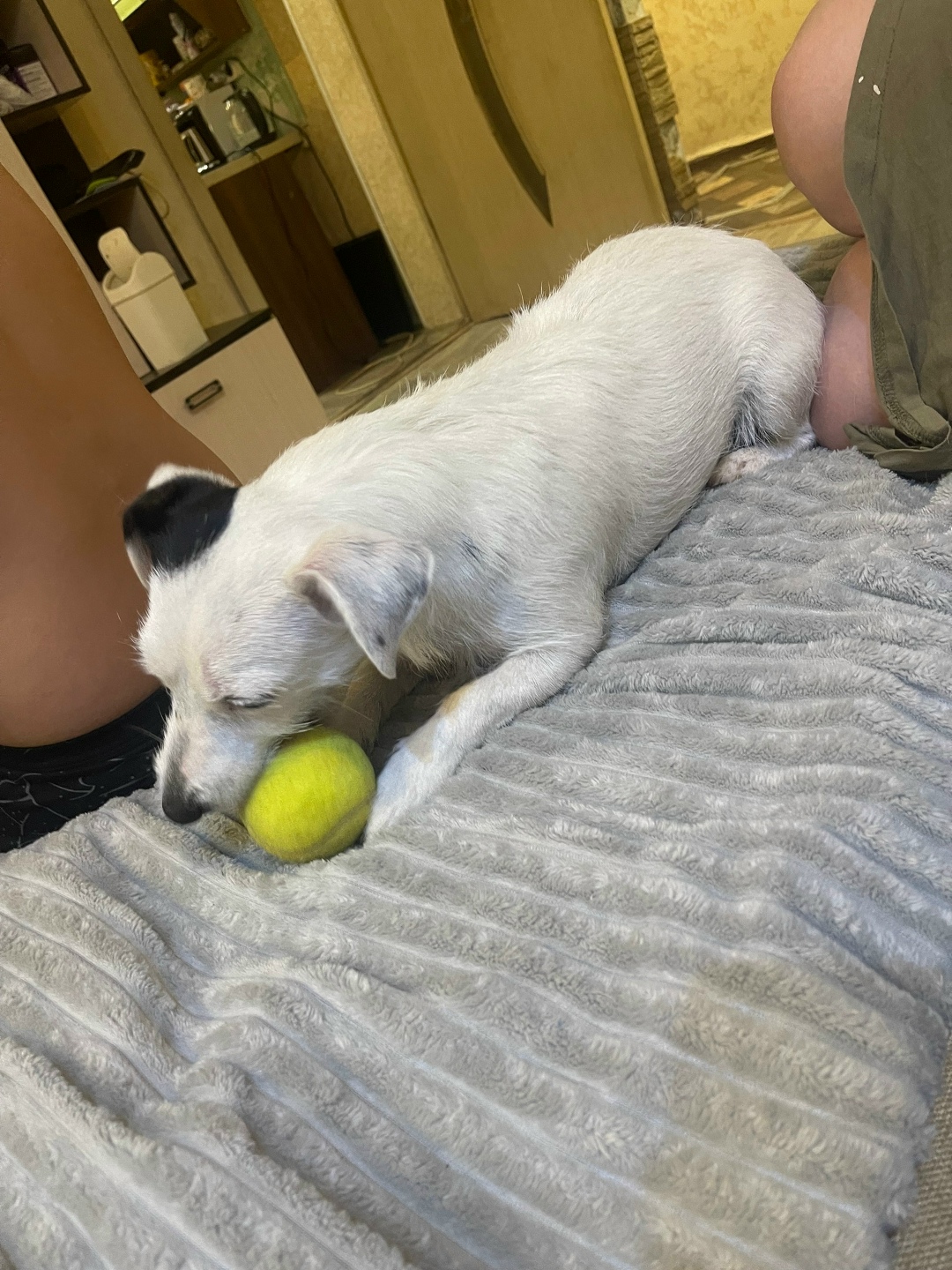 Пропала собака в Клине — фото объявления