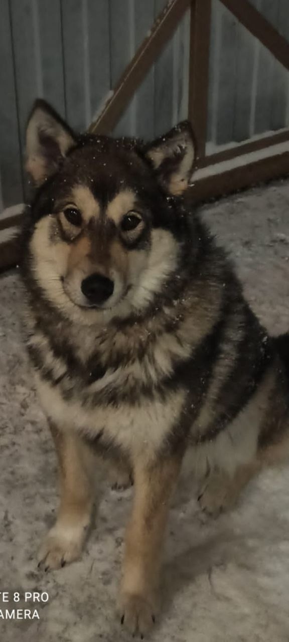 Пропала собака в Клине — фото объявления