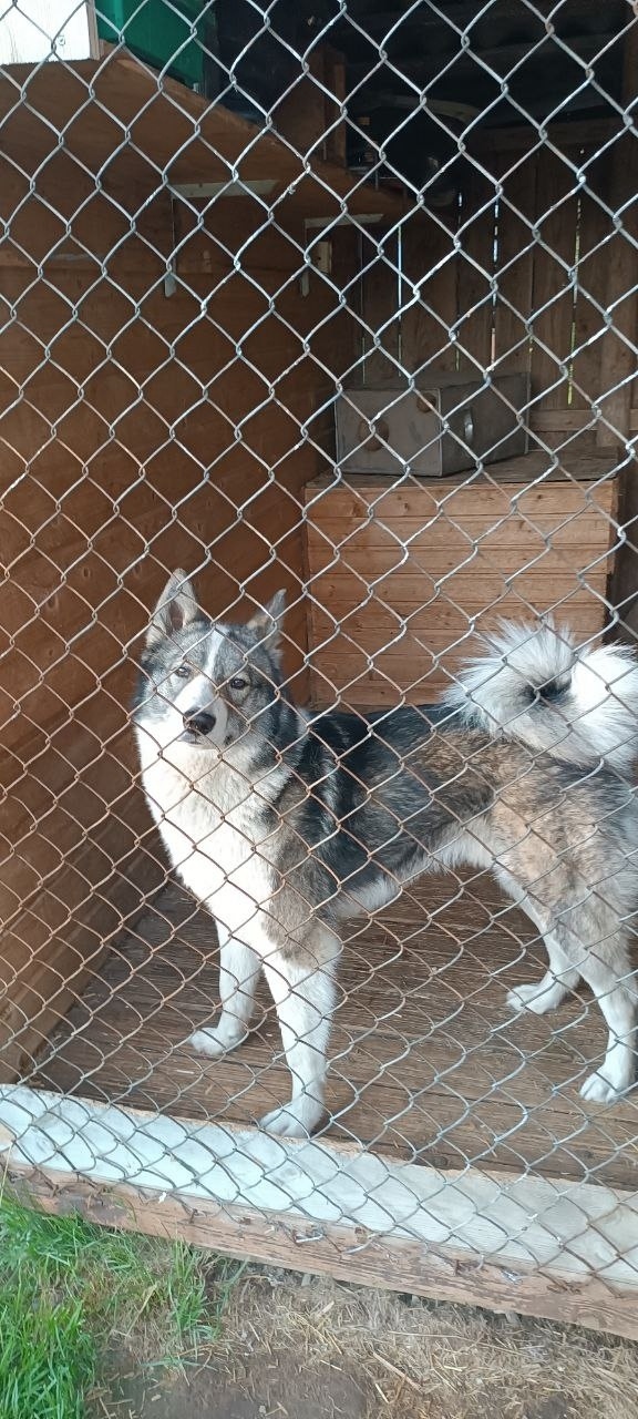 Пропала собака в Клине — фото объявления